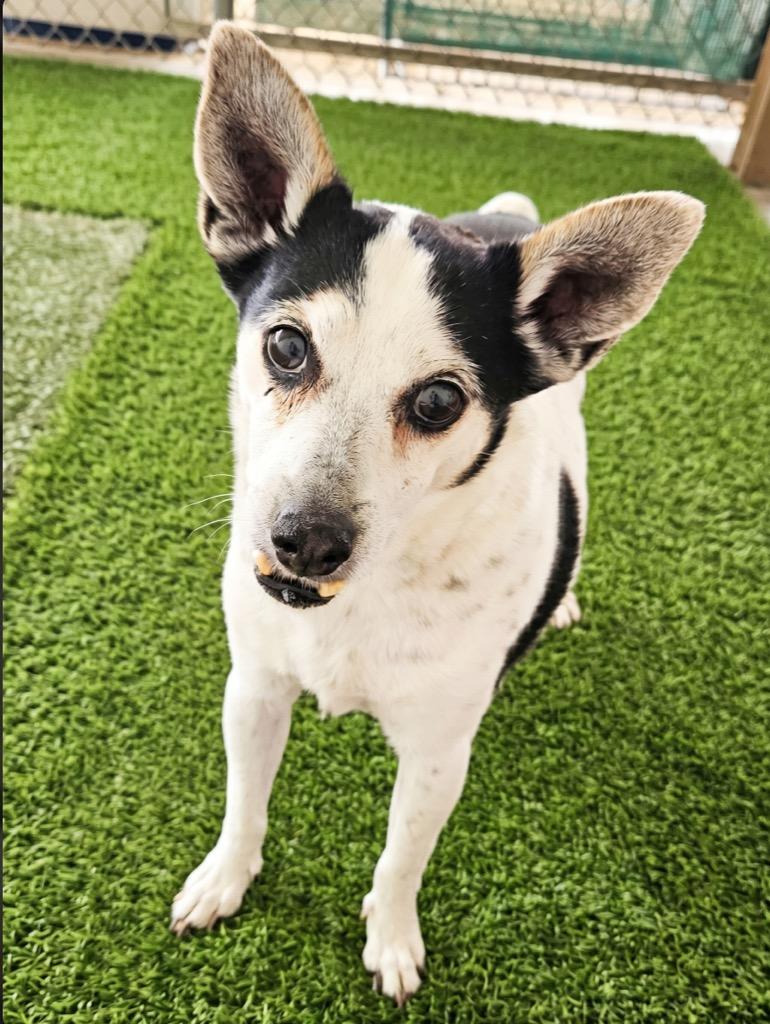 Enlarge Cindy, a Adoptable mixed breed in Midland, TX image 3/5