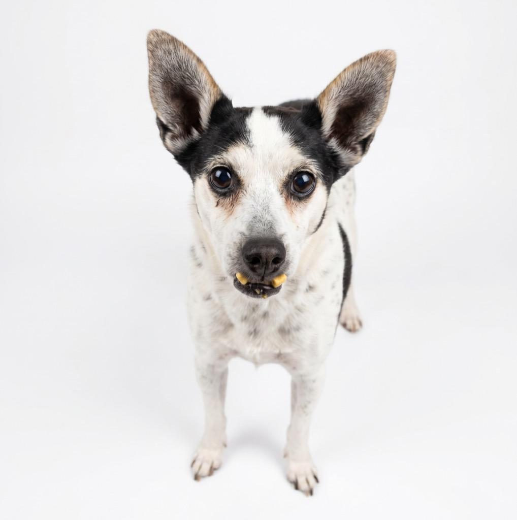 Enlarge Cindy, a Adoptable mixed breed in Midland, TX image 4/5