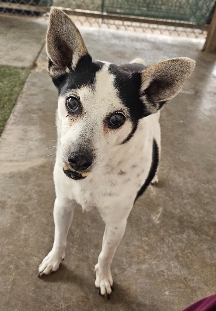Enlarge Cindy, a Adoptable mixed breed in Midland, TX image 5/5