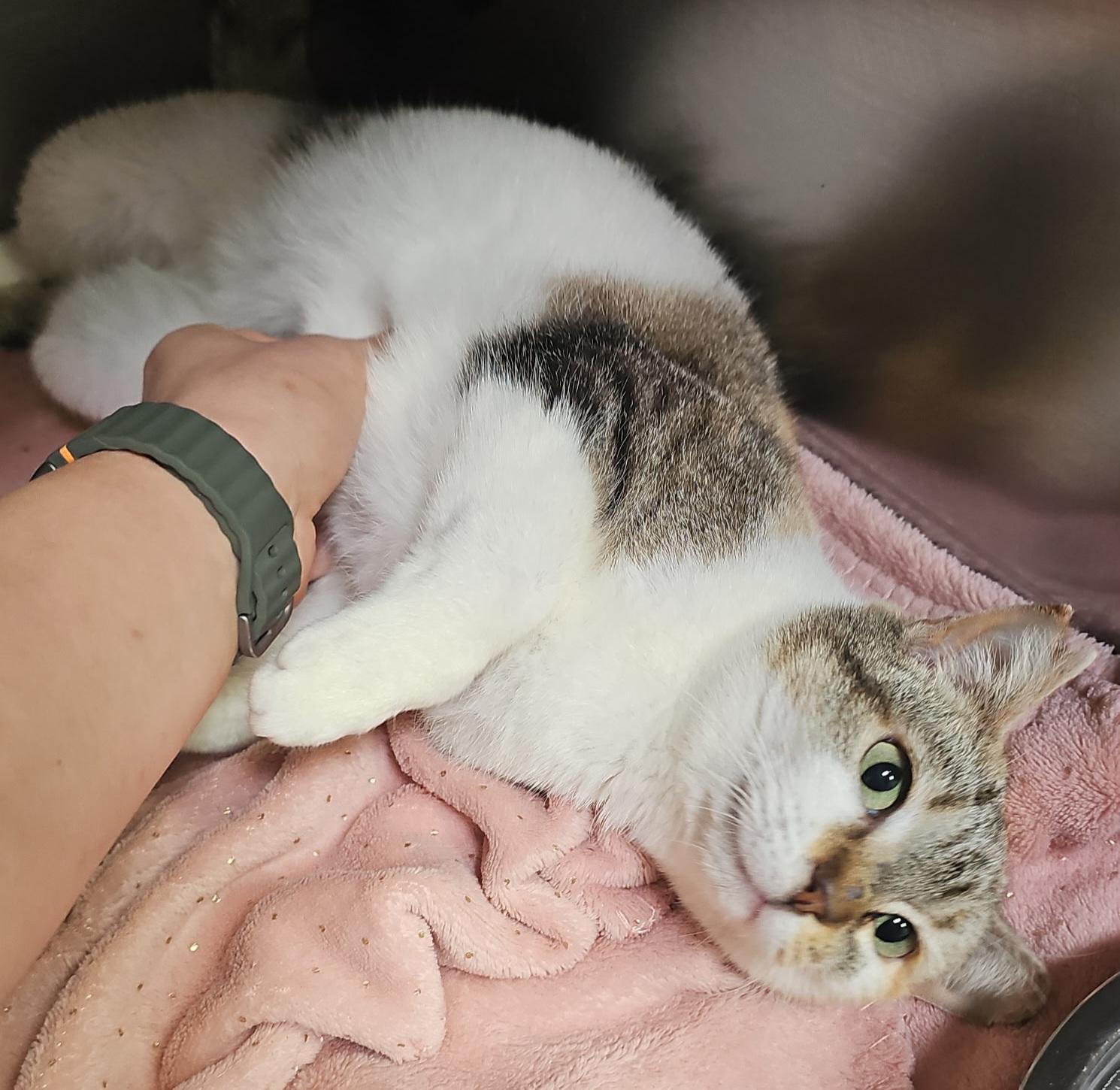 Enlarge DJ, a ADOPTABLE Domestic Short Hair in Grand Prairie, TX image 2/2