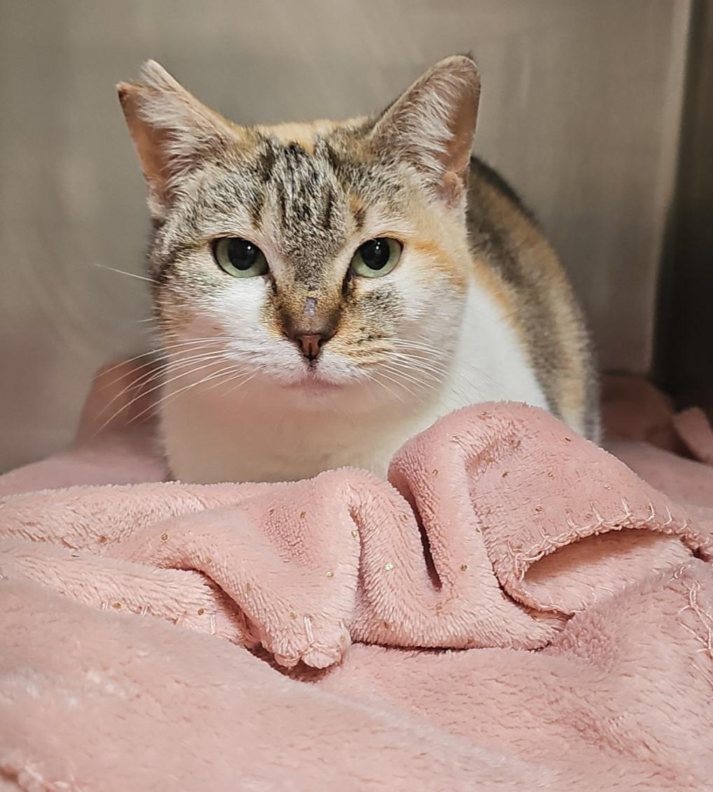 DJ, ADOPTABLE, Adult Female Domestic Short Hair.