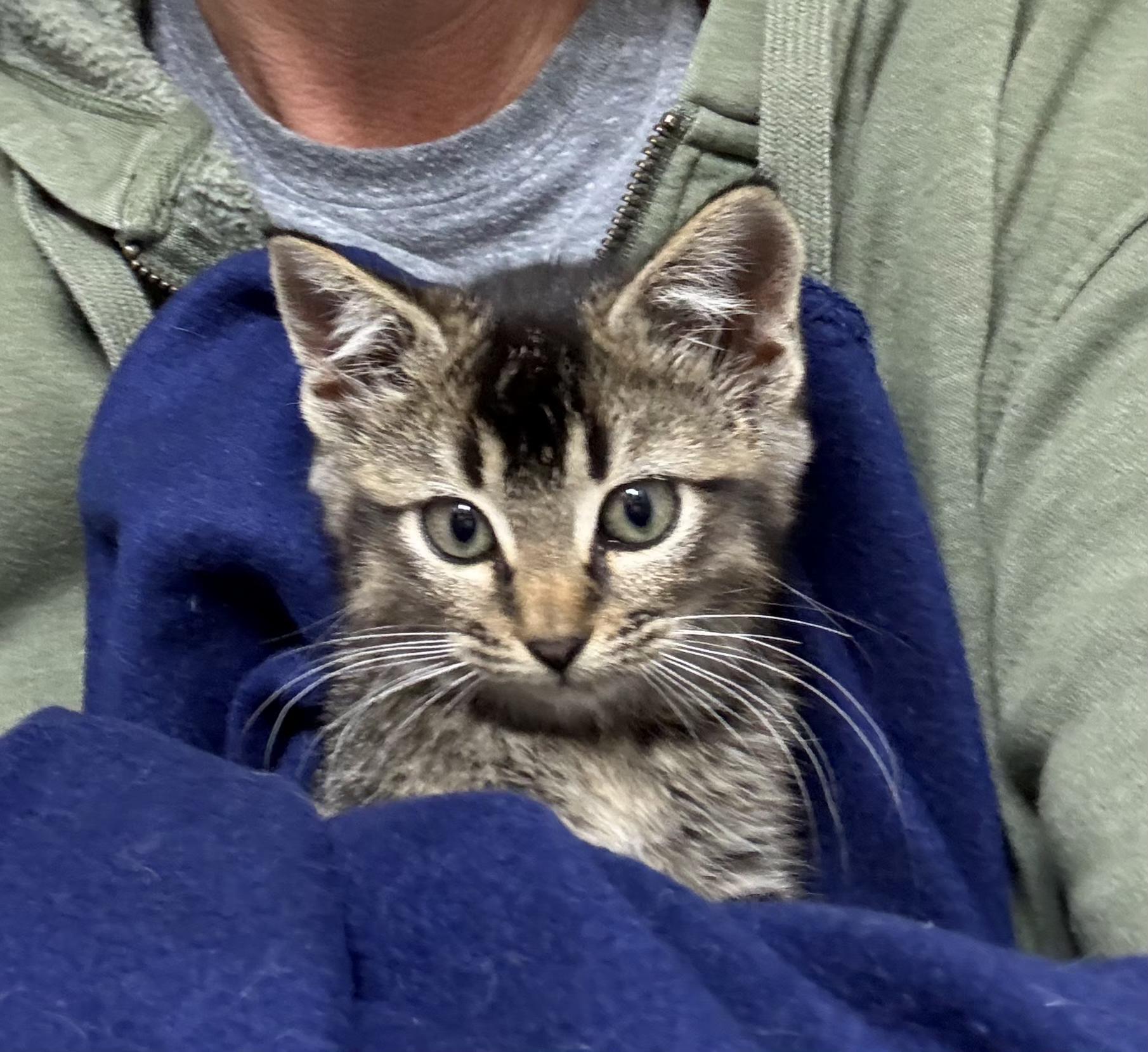 Cinnamon, ADOPTABLE, Kitten Female Domestic Short Hair.