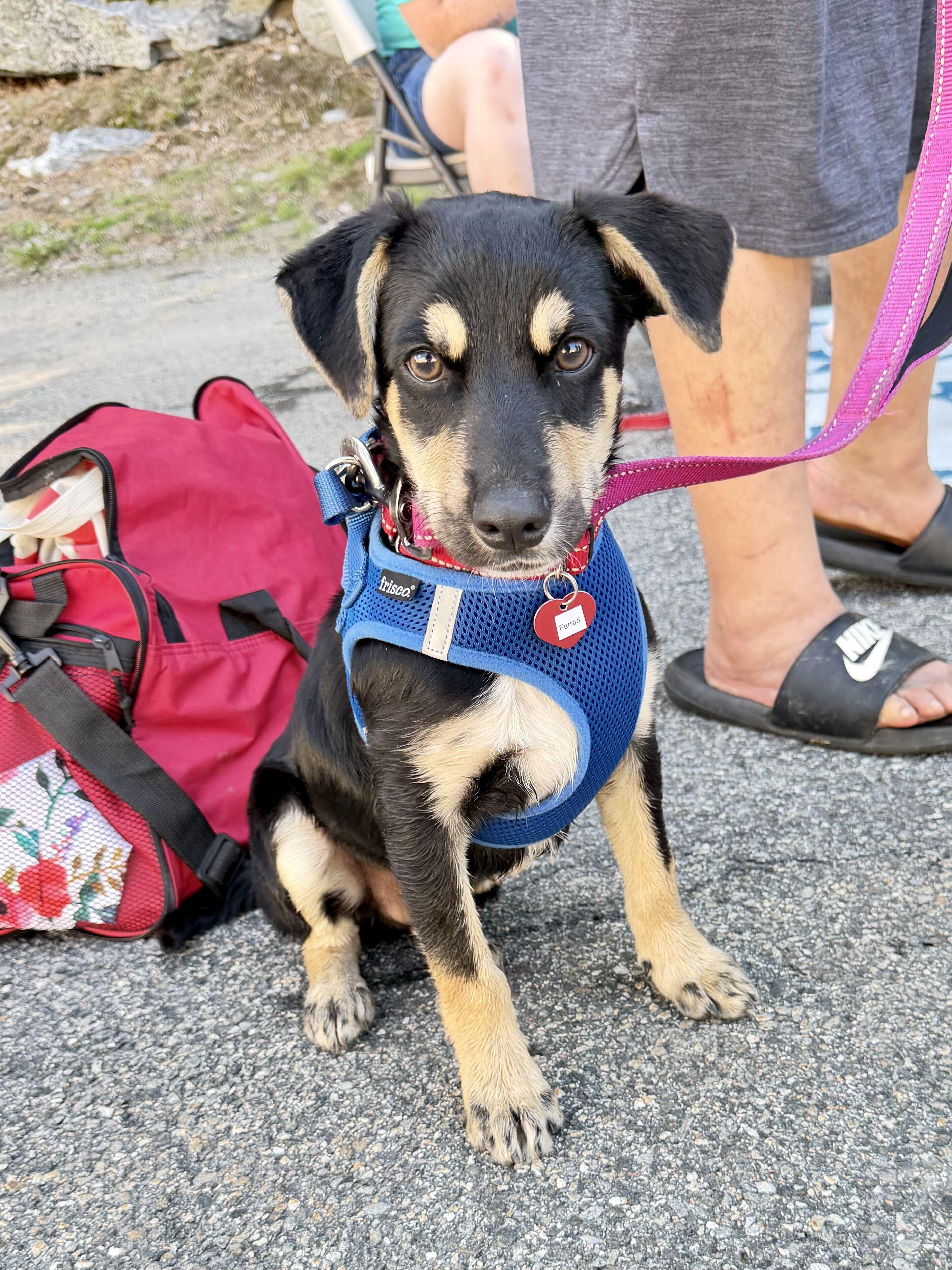 Ferrari, adopted, Puppy Male Australian Cattle Dog / Blue Heeler.