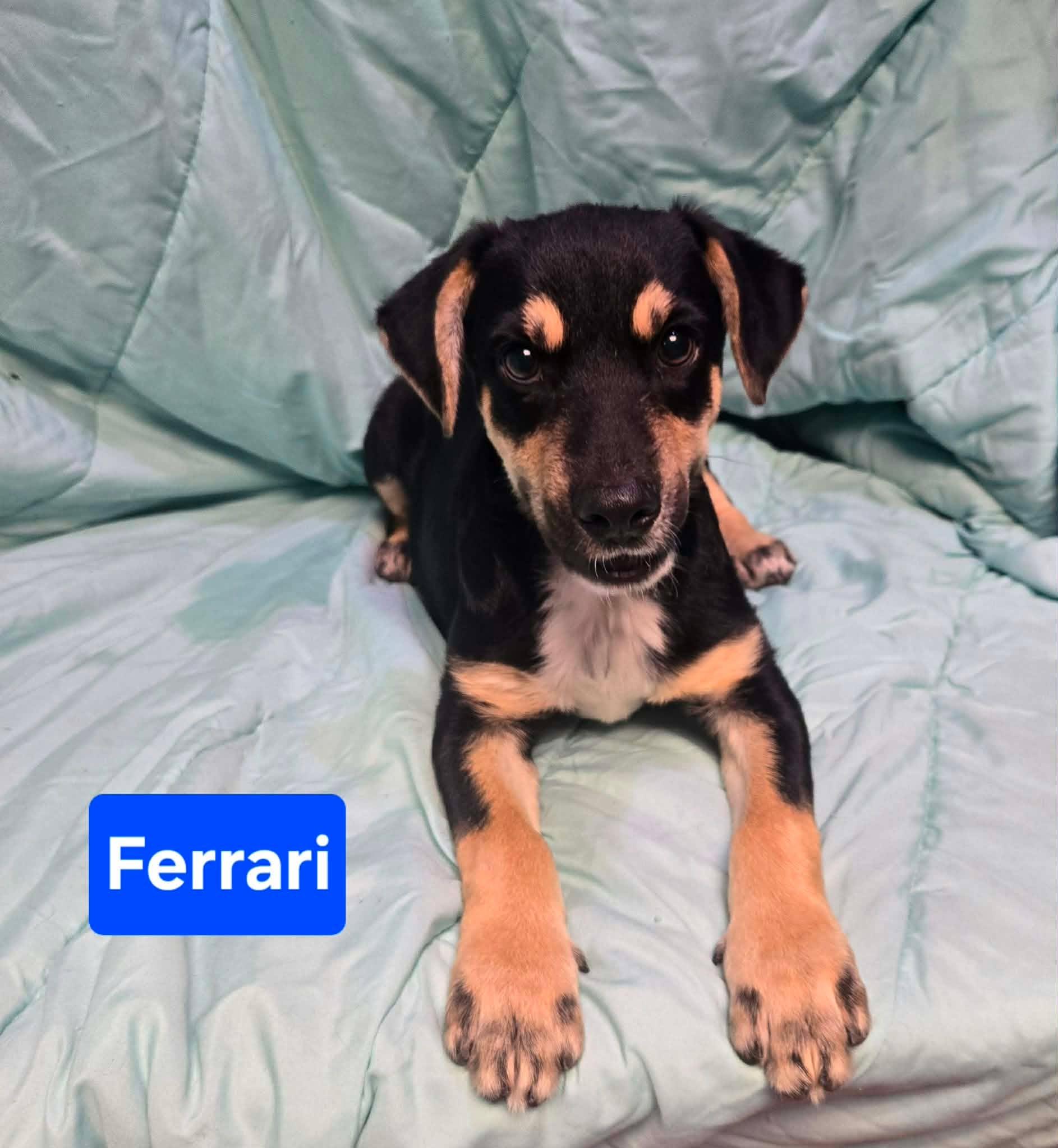 Ferrari, an adopted mixed breed in Uxbridge, MA image 2/2