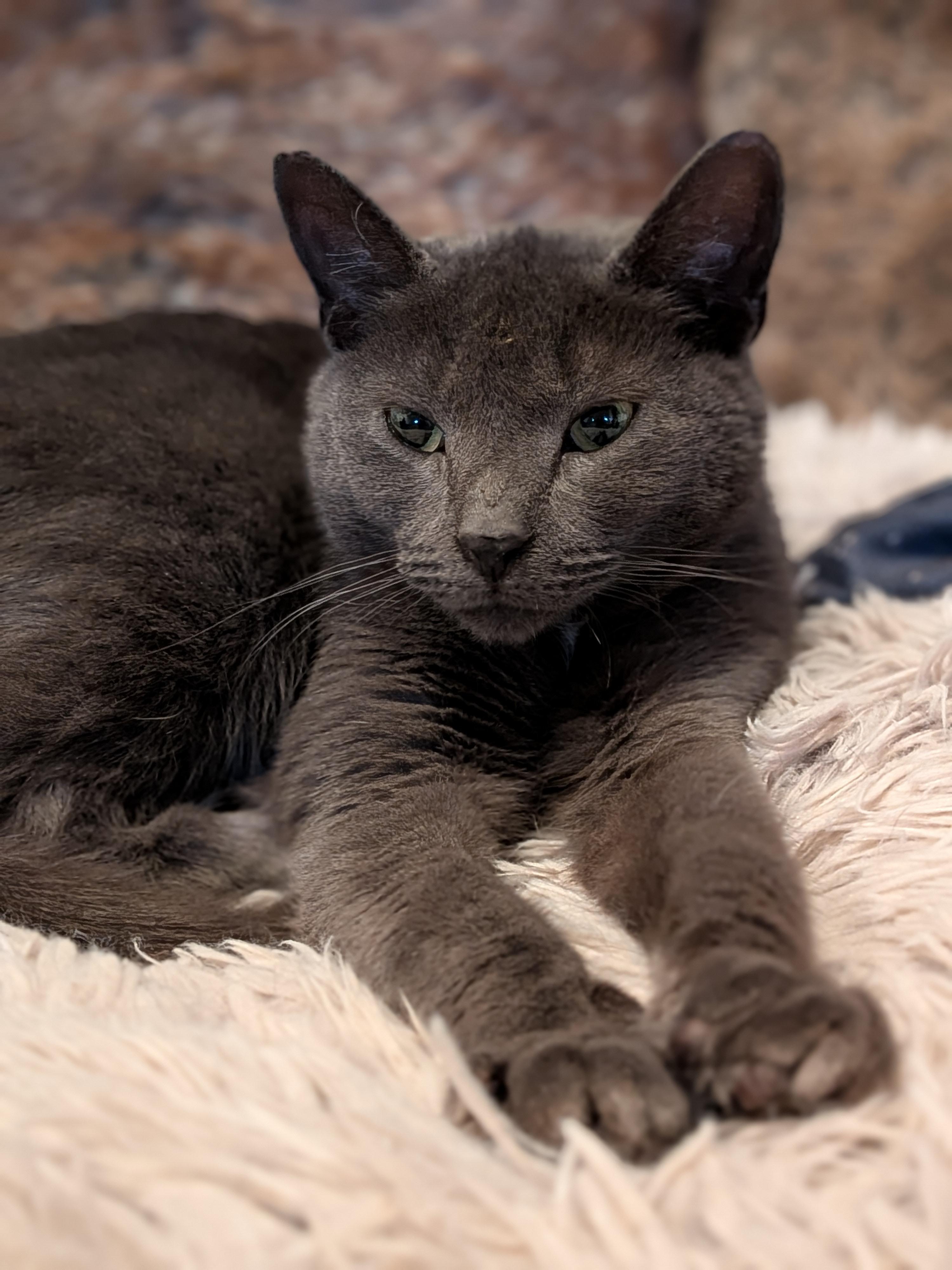 Enlarge Minnie, a Adoptable Domestic Short Hair in Newburgh, NY image 3/4