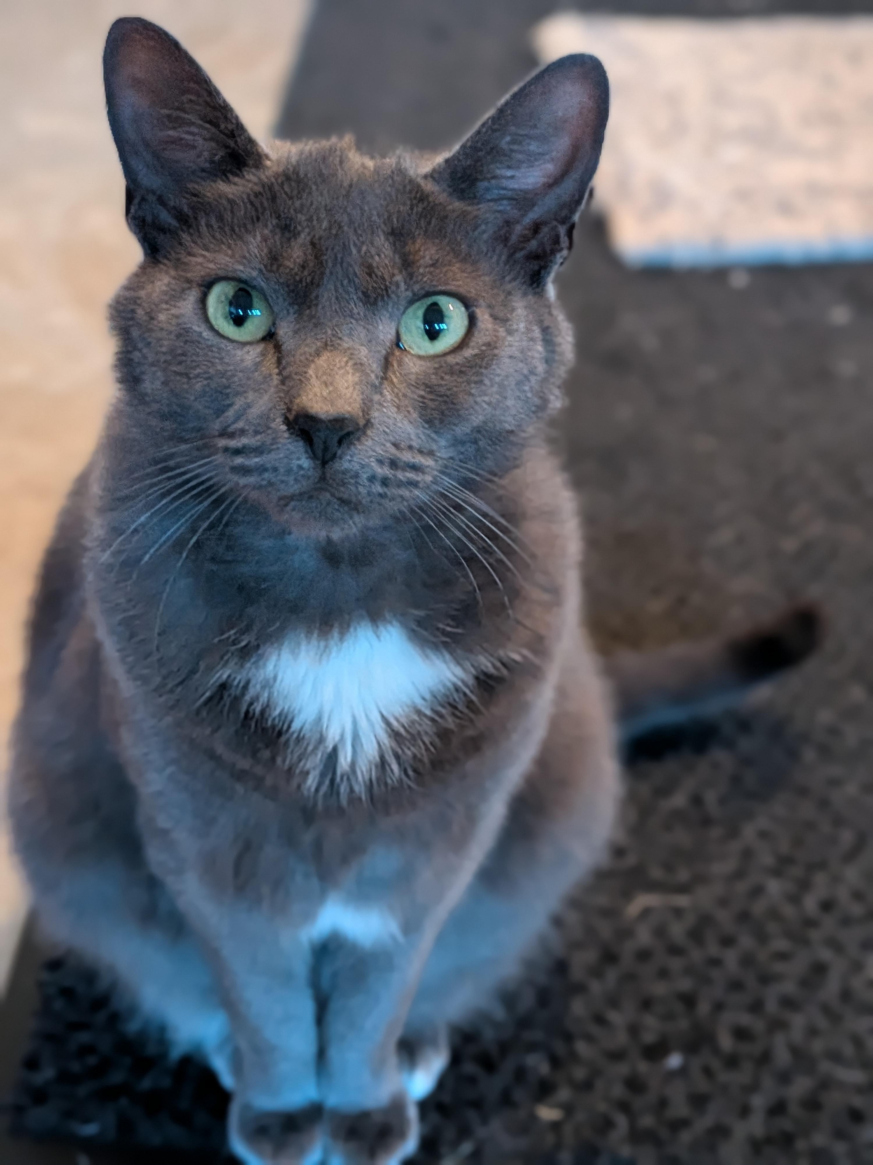 Minnie, Adoptable, Young Female Domestic Short Hair.