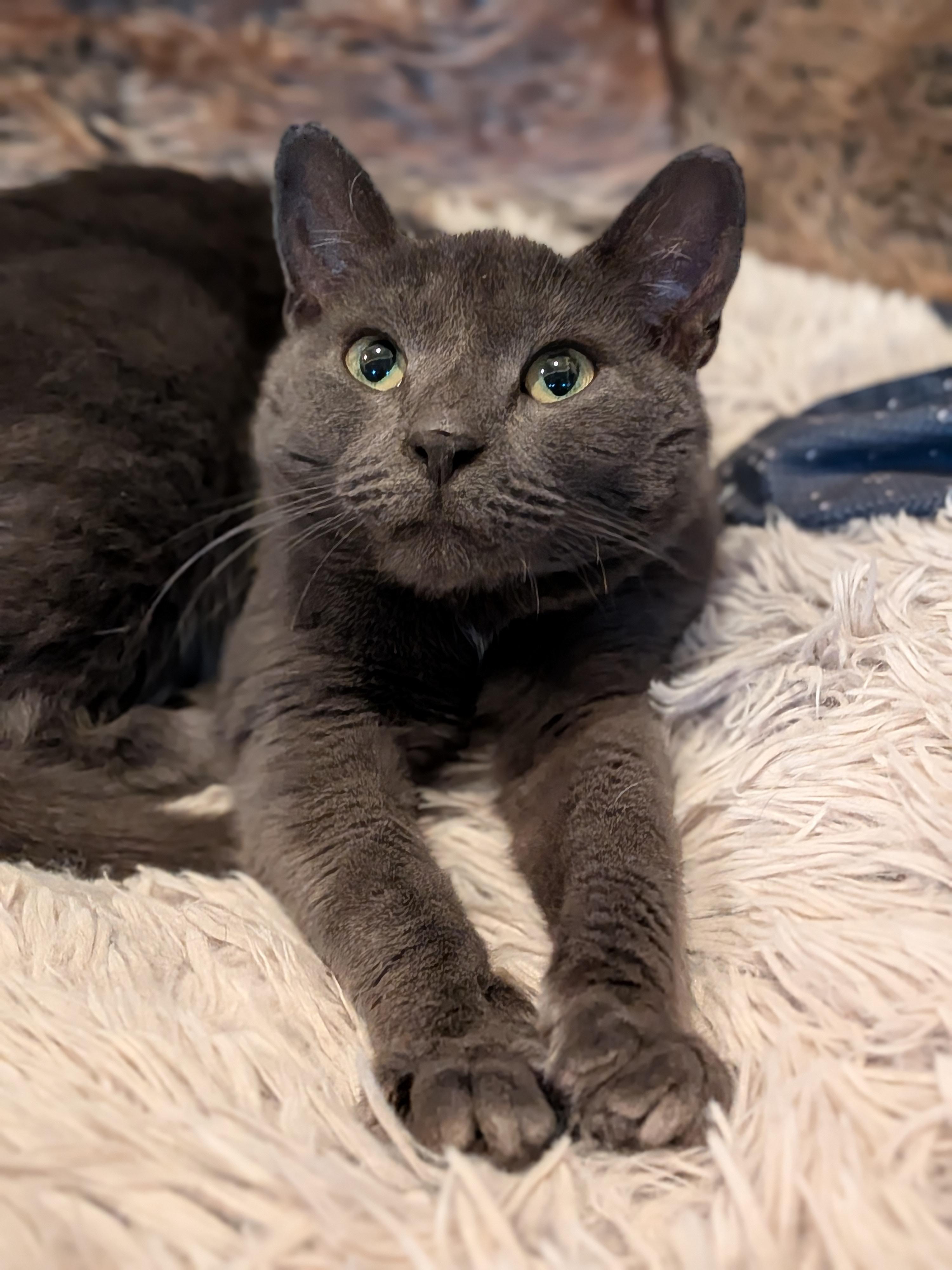 Minnie, Adoptable, Young Female Domestic Short Hair.