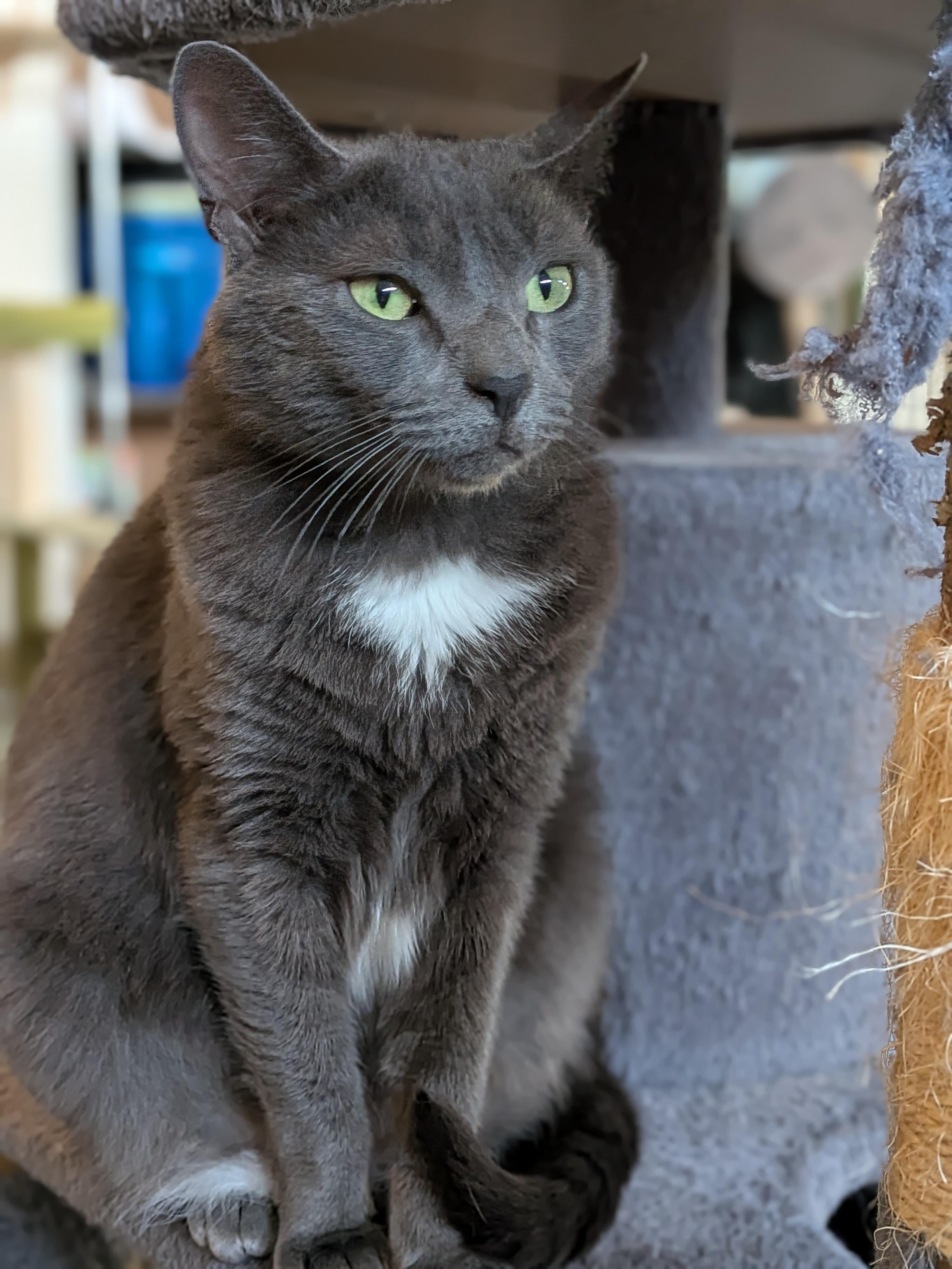 Minnie, a Adoptable Domestic Short Hair in Newburgh, NY image 6/6