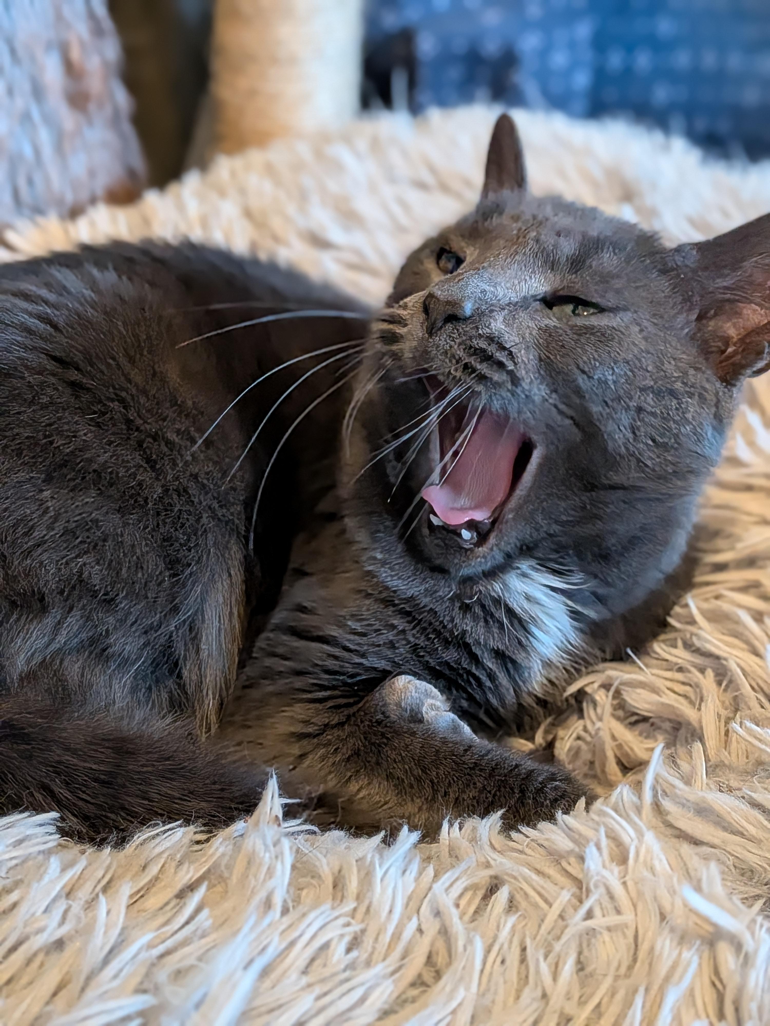 Enlarge Minnie, a Adoptable Domestic Short Hair in Newburgh, NY image 4/4