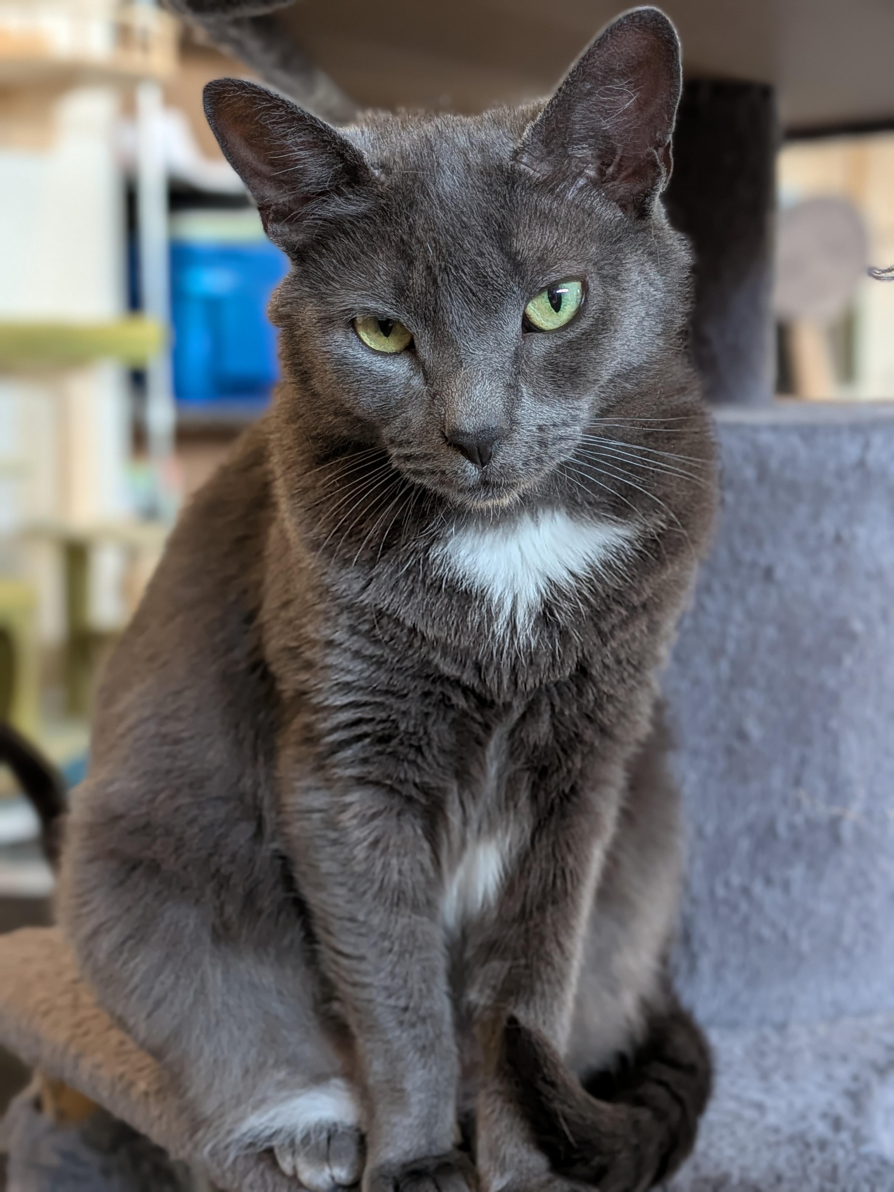 Minnie, a Adoptable Domestic Short Hair in Newburgh, NY image 5/6