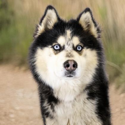 Chandler, Adoptable, Adult Male Siberian Husky & Mixed Breed.