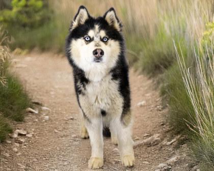 Enlarge Chandler, a Adoptable mixed breed in Camano Island, WA image 2/2