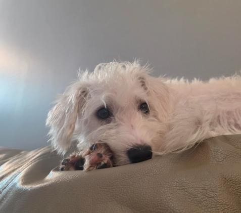 Enlarge Benny, a Adoptable mixed breed in Portland, ME image 4/6