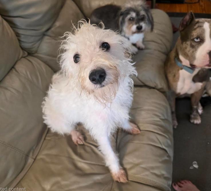 Benny, Adoptable, Puppy Male Miniature Schnauzer & Miniature Poodle.