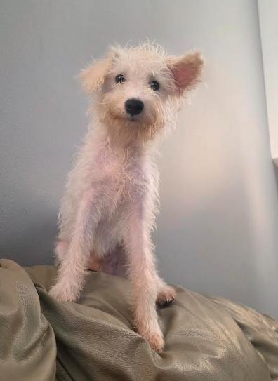 Enlarge Benny, a Adoptable mixed breed in Portland, ME image 3/6