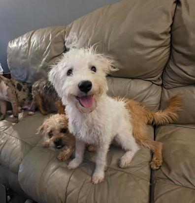 Enlarge Benny, a Adoptable mixed breed in Portland, ME image 2/6