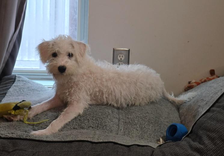 Enlarge Benny, a Adoptable mixed breed in Portland, ME image 5/6