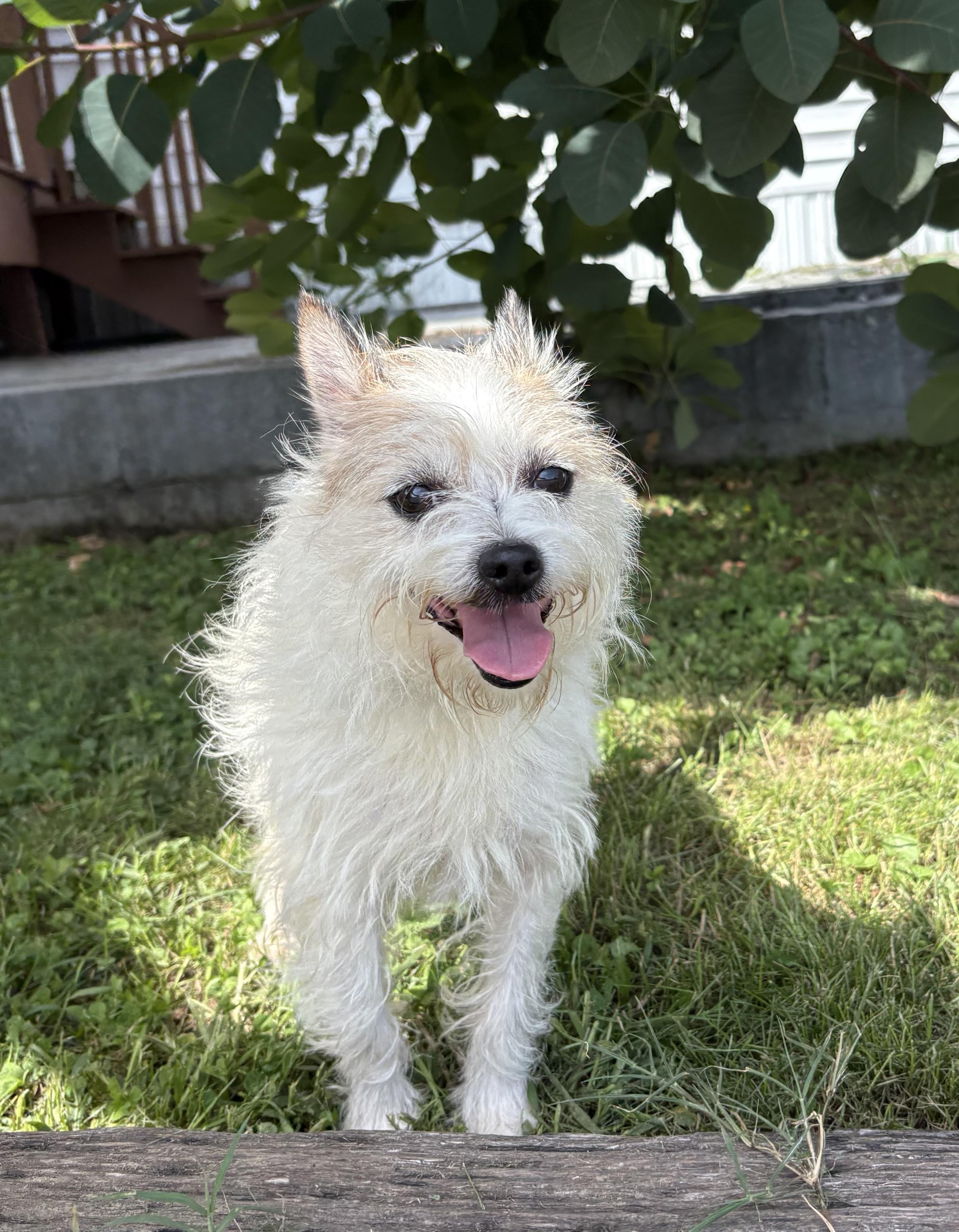 Oliver