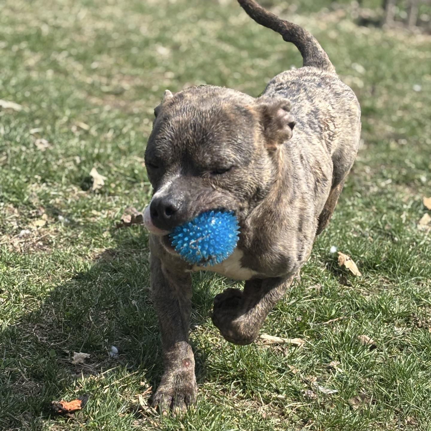 Ziggy, a Adoptable mixed breed in Valparaiso, IN image 2/5