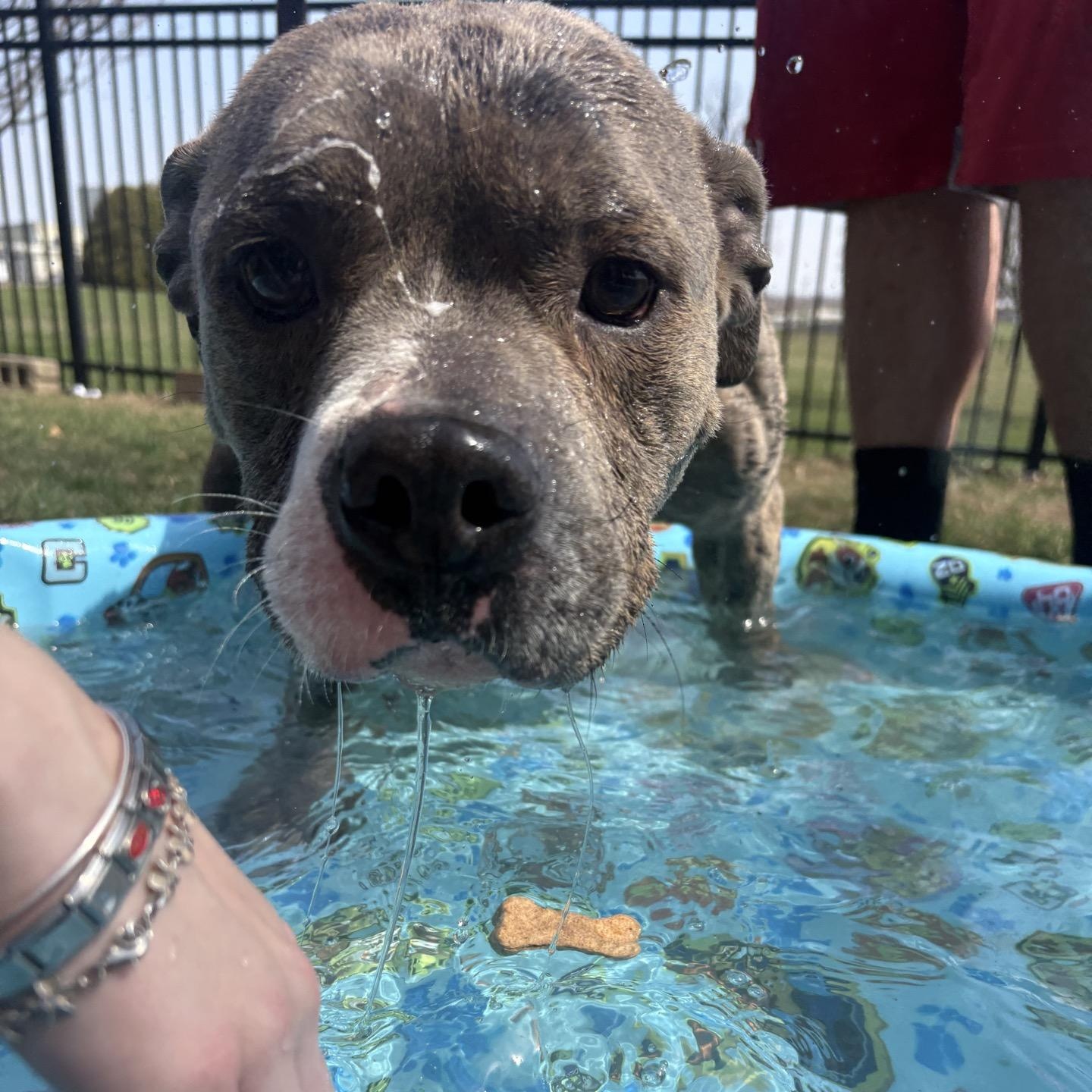 Ziggy, a Adoptable mixed breed in Valparaiso, IN image 3/5