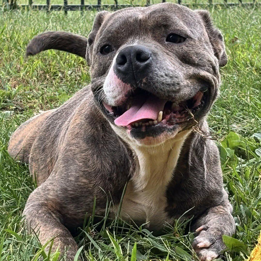 Enlarge Ziggy, a Adoptable mixed breed in Valparaiso, IN image 1/6