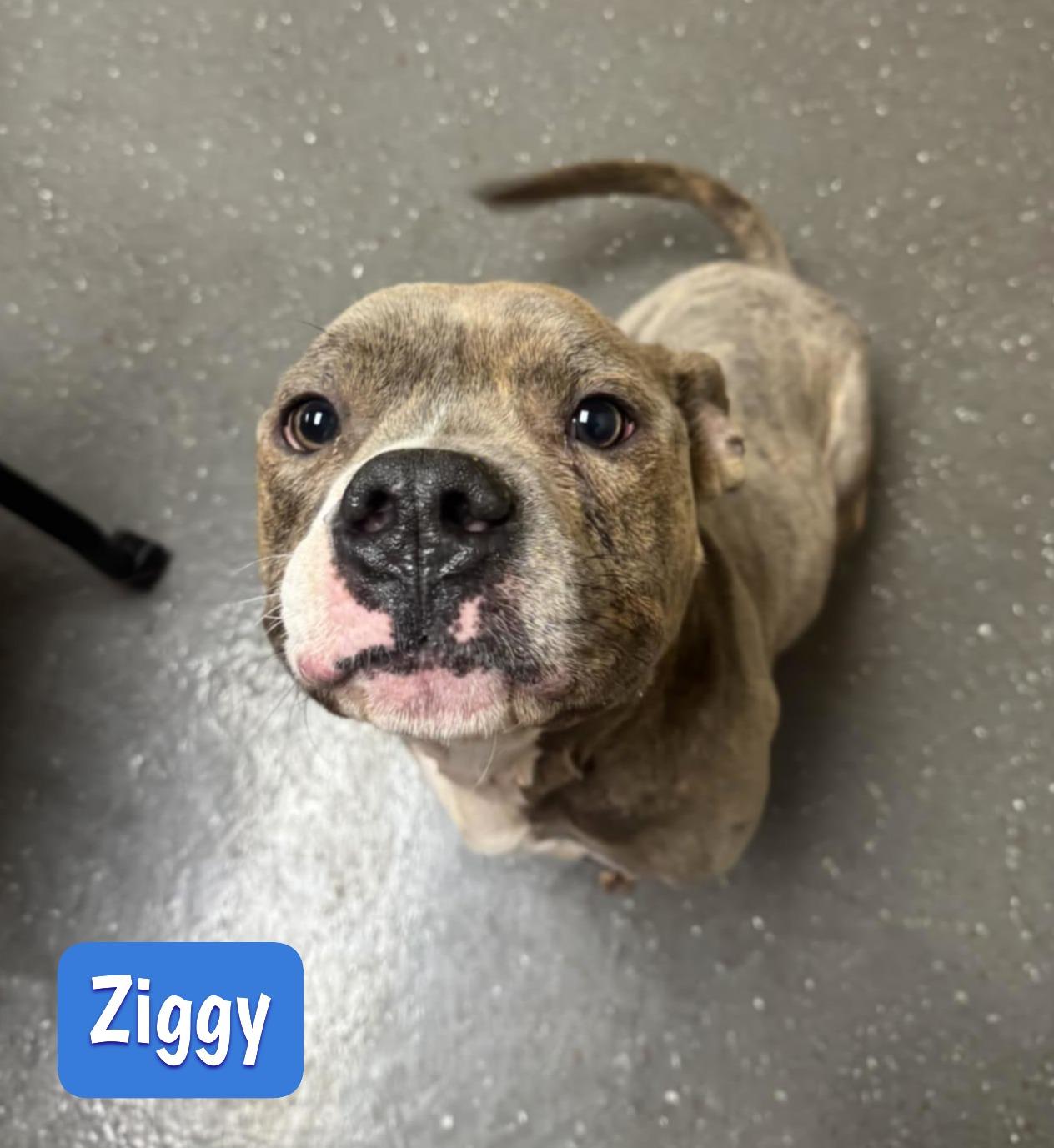 Ziggy, a Adoptable mixed breed in Valparaiso, IN image 5/5