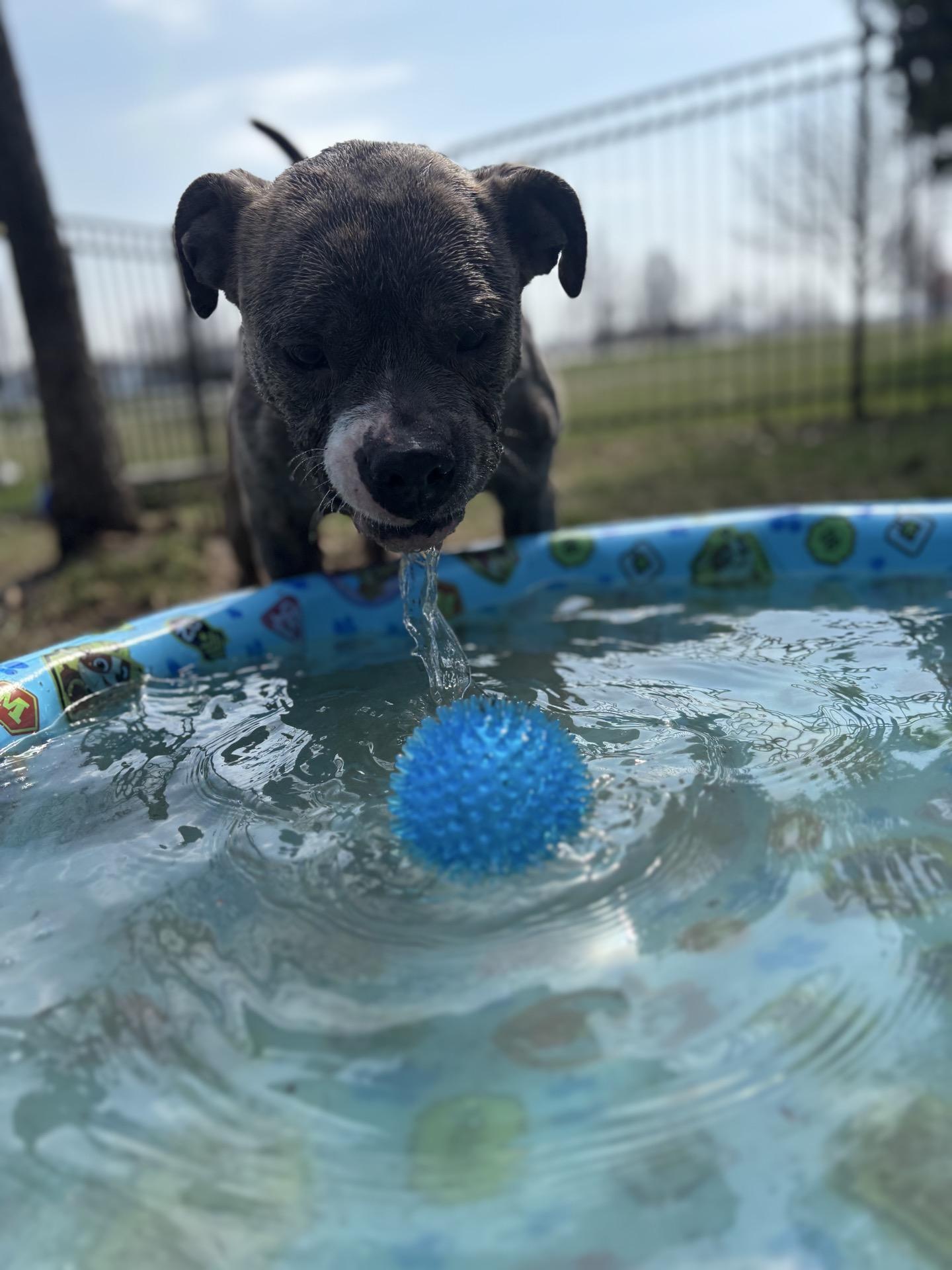 Ziggy, a Adoptable mixed breed in Valparaiso, IN image 4/5