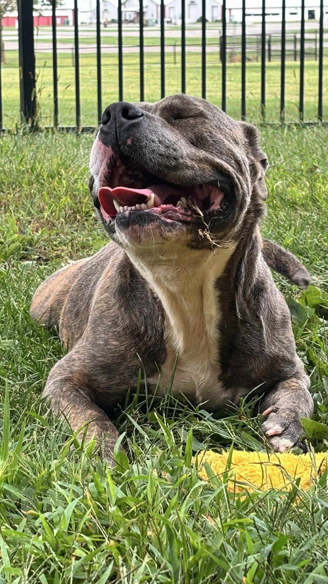 Enlarge Ziggy, a Adoptable mixed breed in Valparaiso, IN image 2/6