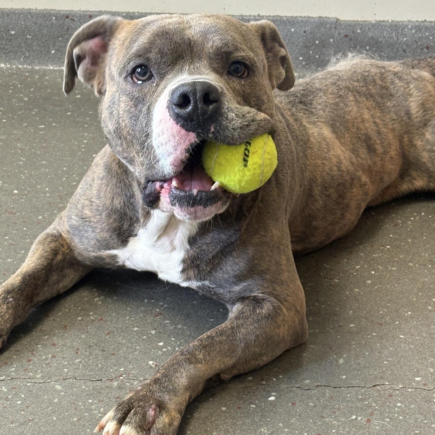 Ziggy, a Adoptable mixed breed in Valparaiso, IN image 1/5
