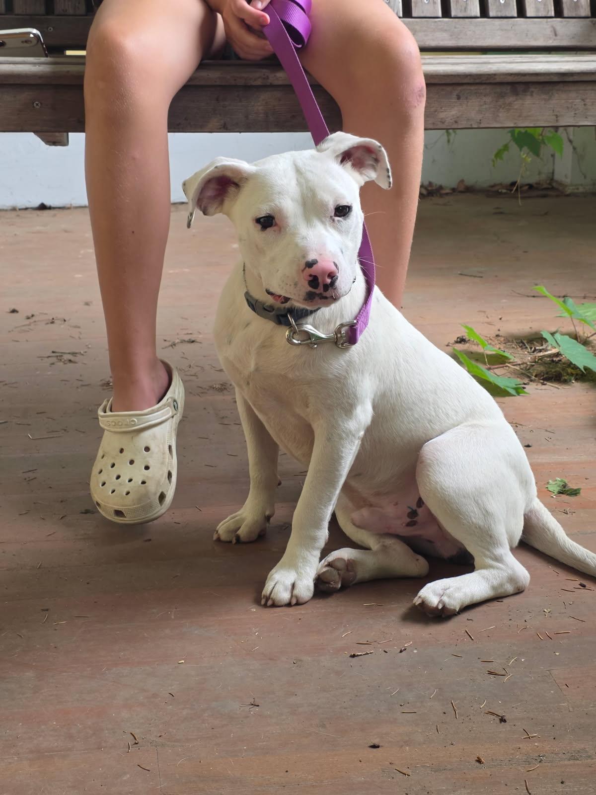 Homer, an adopted mixed breed in Salamanca, NY image 2/6