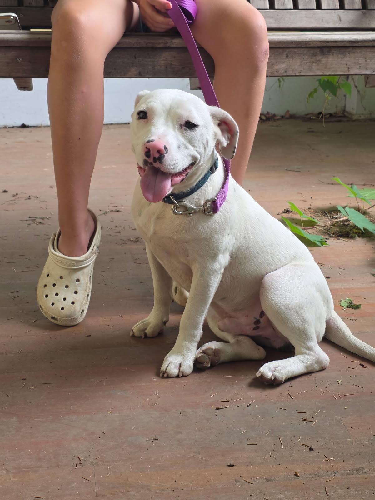 Homer, adopted, Adult Male Terrier & Beagle.
