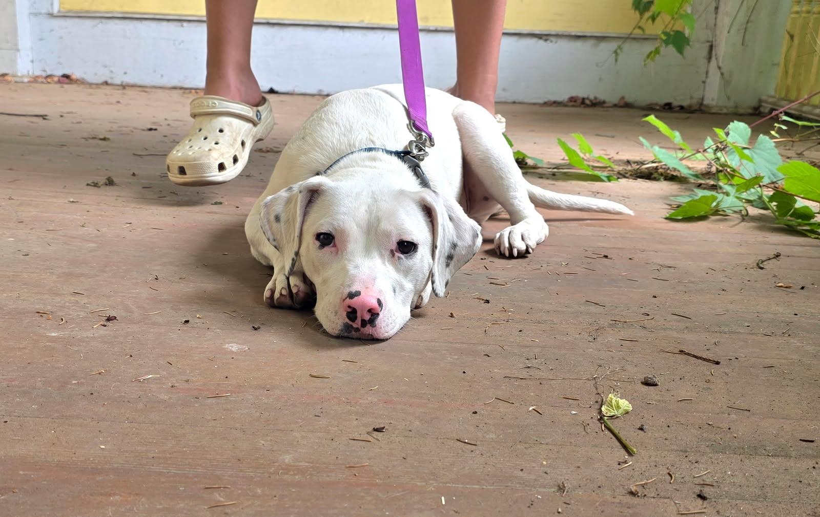 Homer, an adopted mixed breed in Salamanca, NY image 4/6