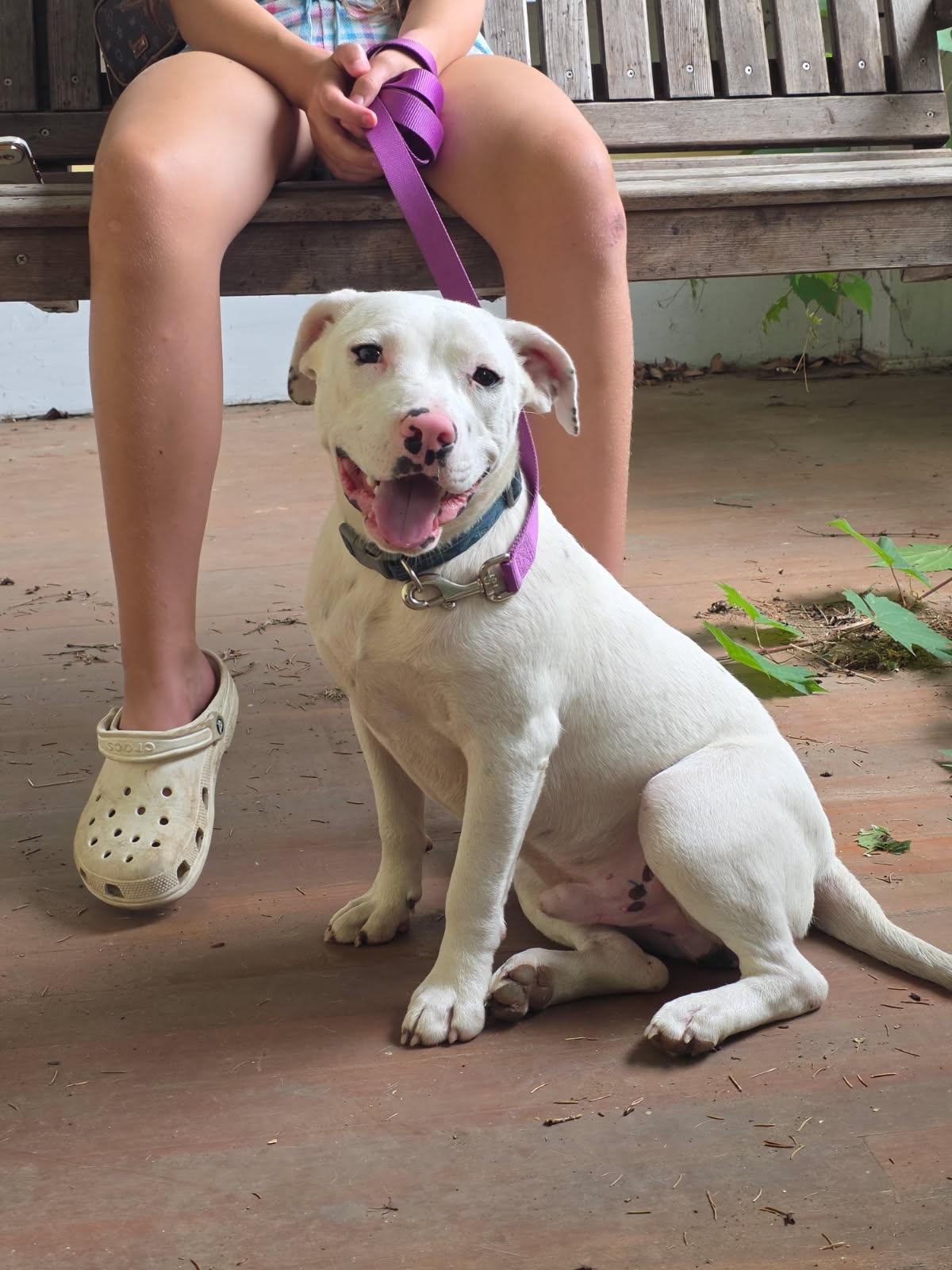 Homer, an adopted mixed breed in Salamanca, NY image 3/6