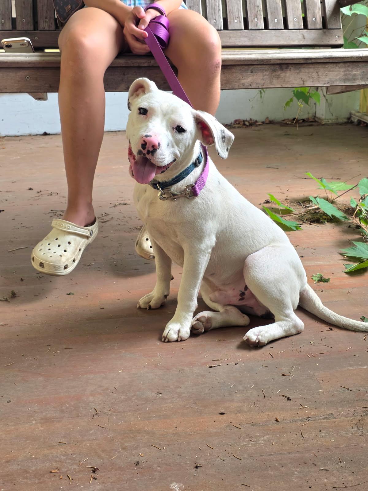 Homer, an adopted mixed breed in Salamanca, NY image 6/6