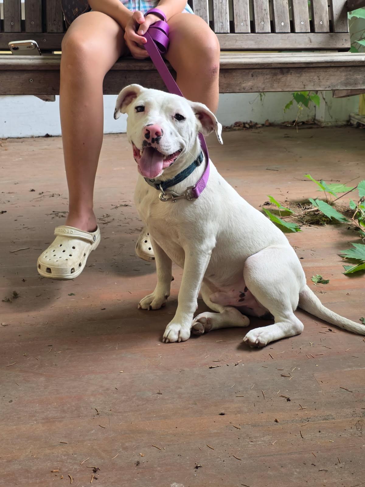 Homer, an adopted mixed breed in Salamanca, NY image 5/6