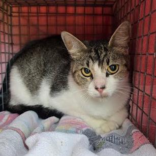 Marbles, Adoptable, Adult Female Domestic Short Hair.