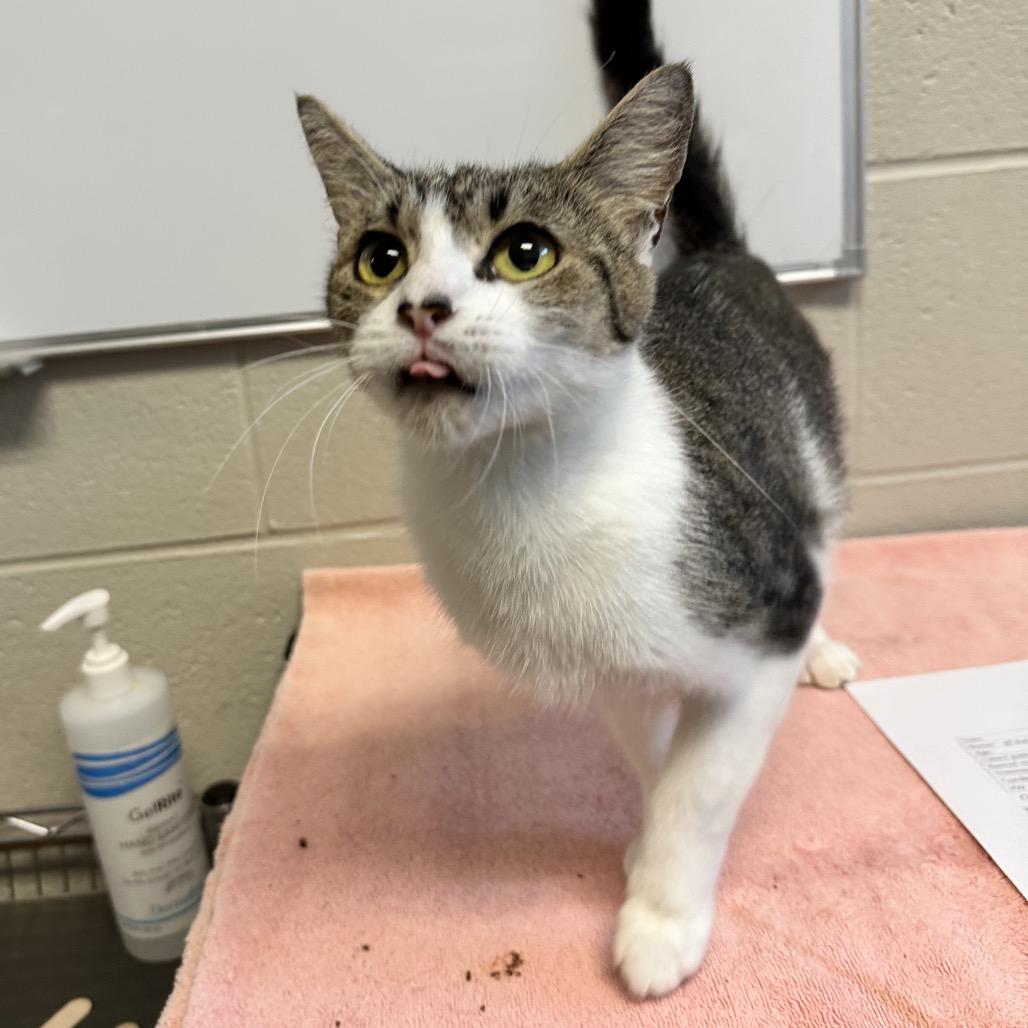 Enlarge Marbles, a Adoptable Domestic Short Hair in Wheeling, IL image 2/6