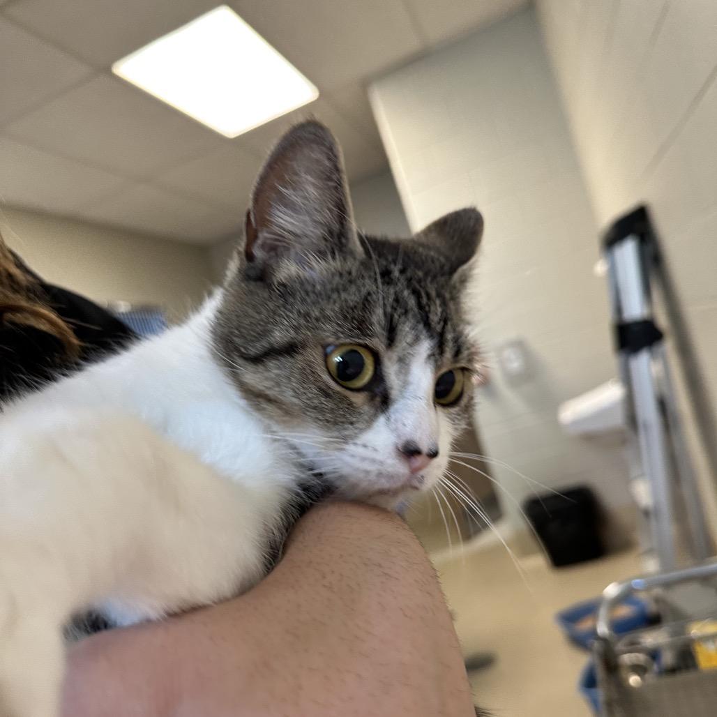 Enlarge Marbles, a Adoptable Domestic Short Hair in Wheeling, IL image 3/6