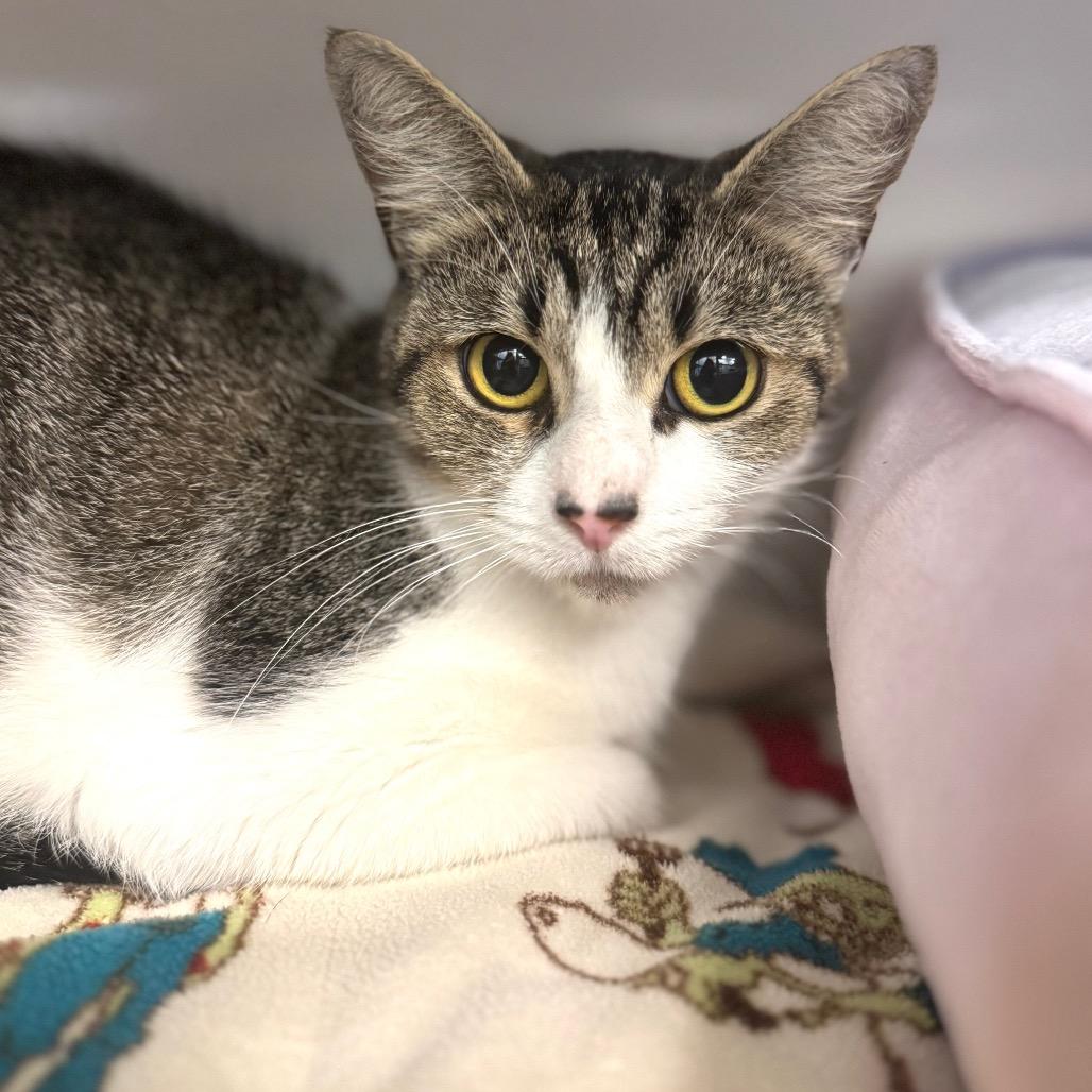 Enlarge Marbles, a Adoptable Domestic Short Hair in Wheeling, IL image 4/6