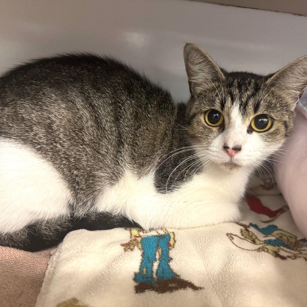 Enlarge Marbles, a Adoptable Domestic Short Hair in Wheeling, IL image 5/6