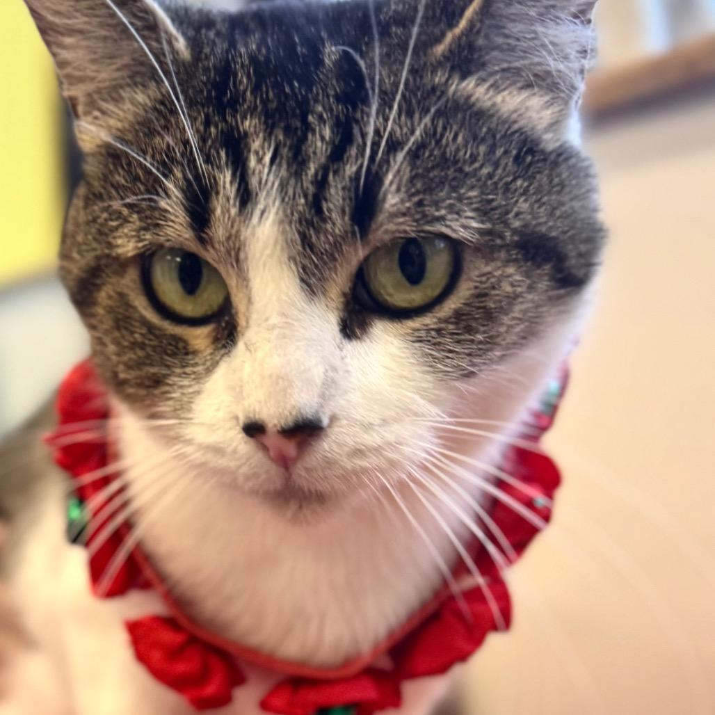 Enlarge Marbles, a Adoptable Domestic Short Hair in Wheeling, IL image 6/6