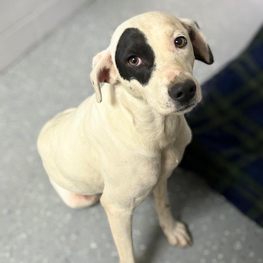 Nadya, Adoptable, Adult Female Mixed Breed.