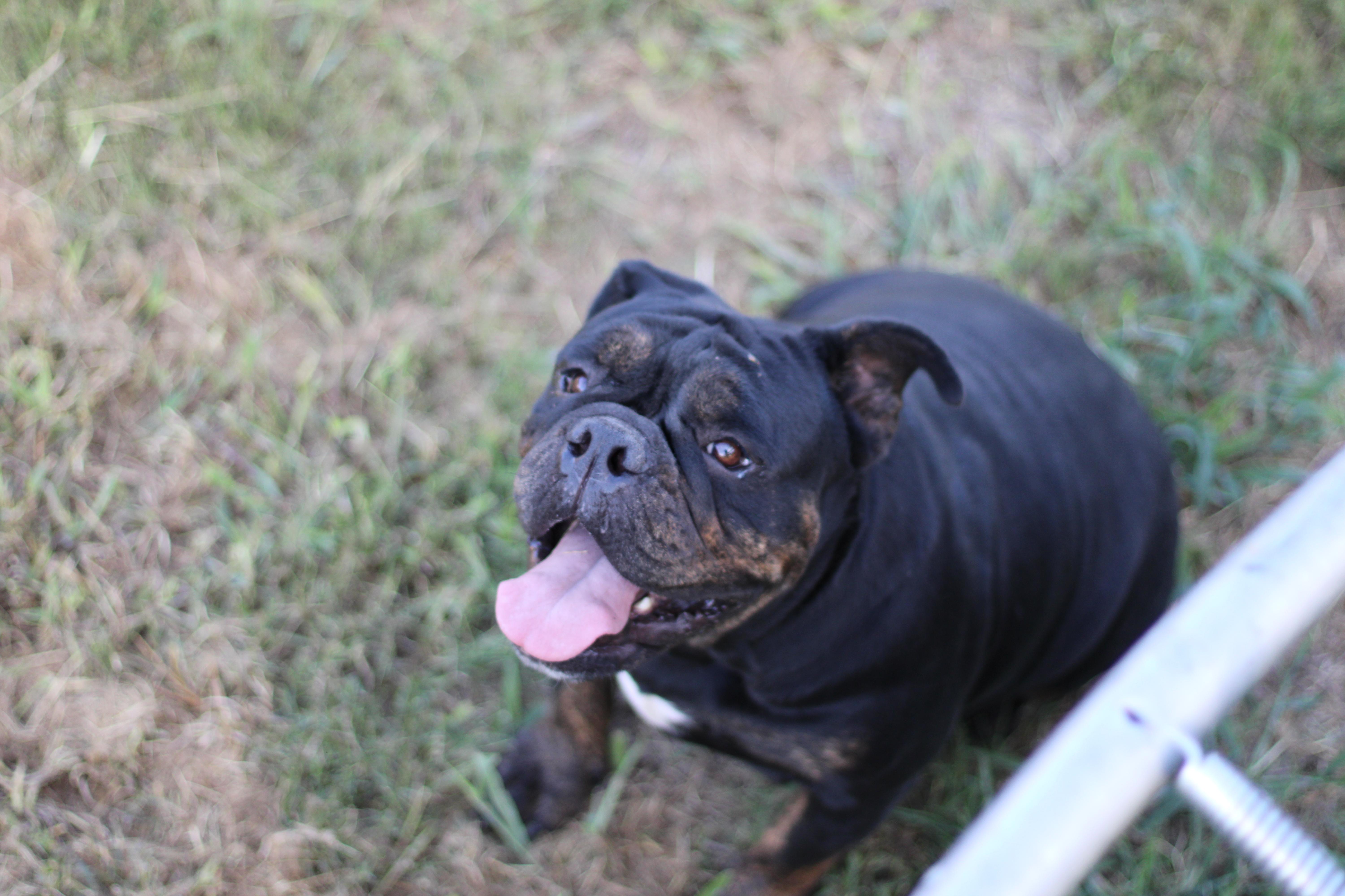 Koda, a Adopted English Bulldog in Leming, TX image 1/5