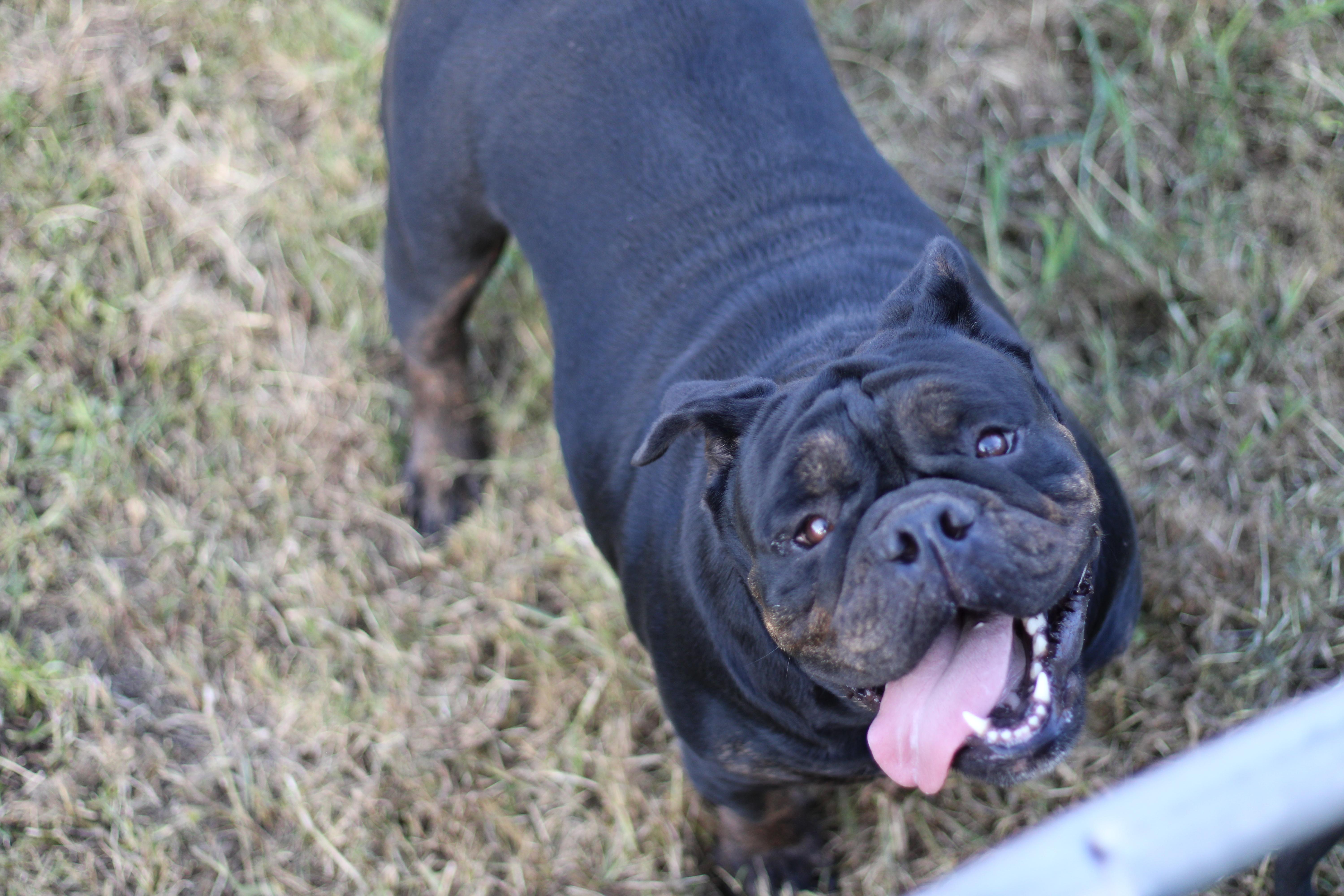 Koda, a Adopted English Bulldog in Leming, TX image 2/5