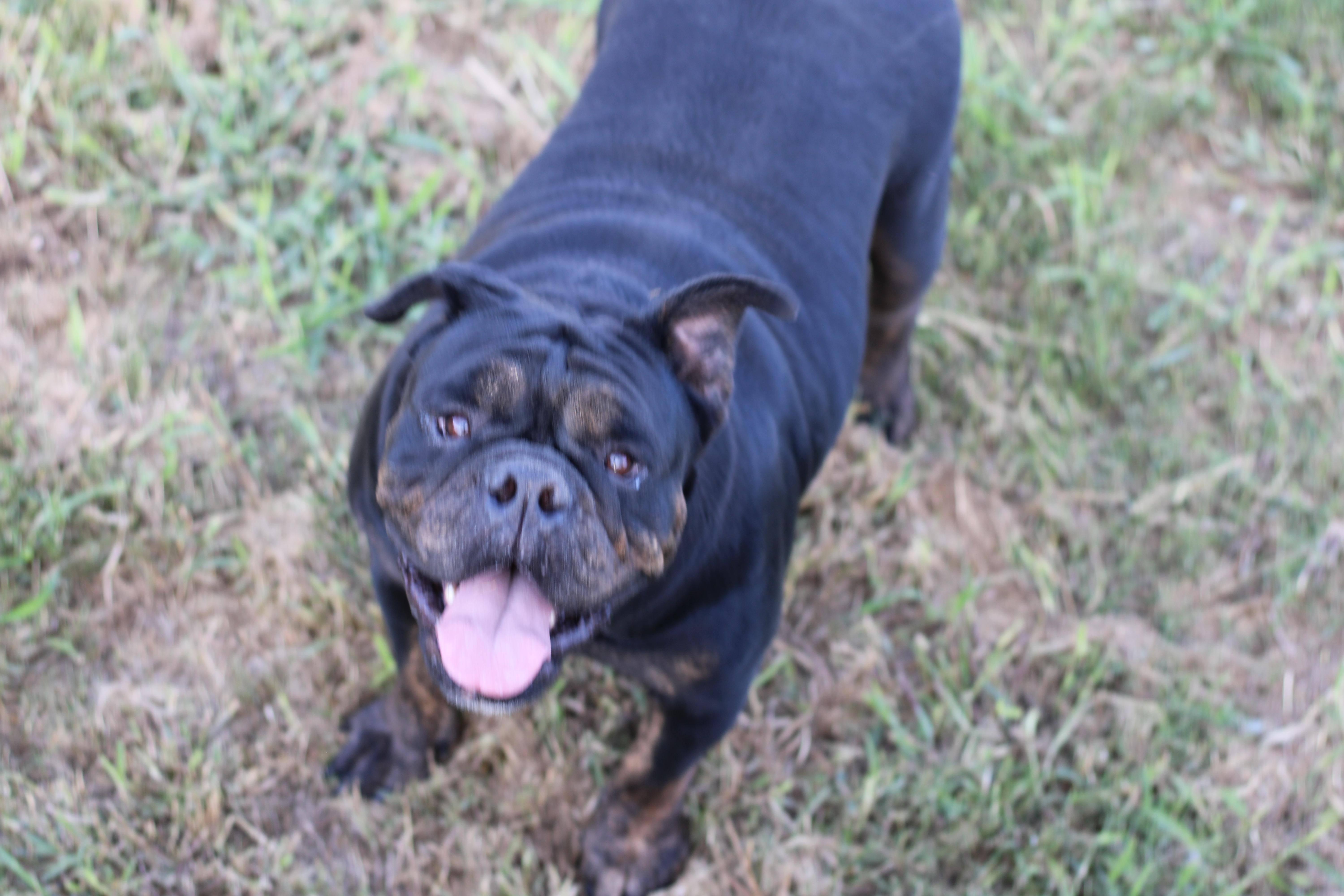 Koda, a Adopted English Bulldog in Leming, TX image 3/5