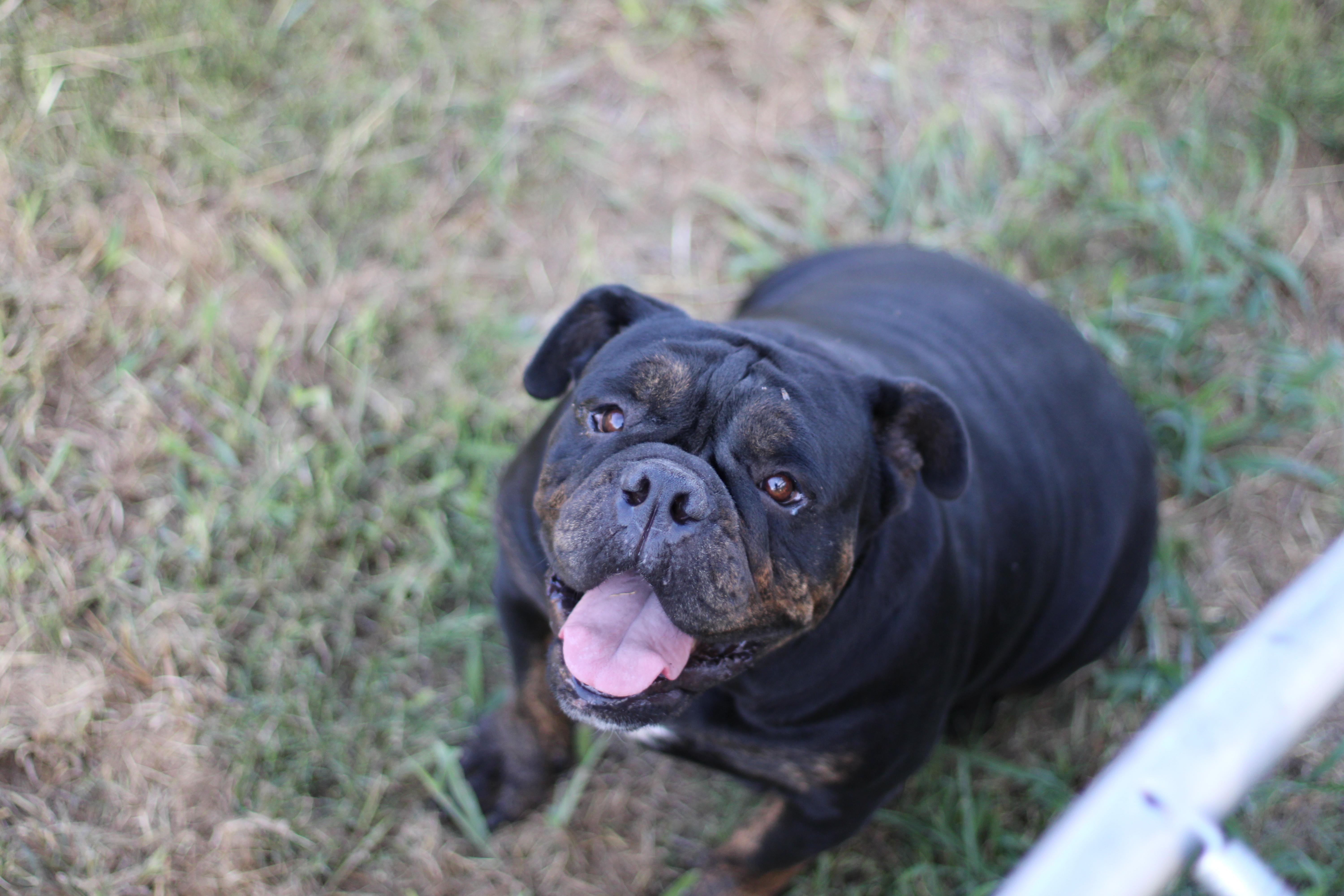 Koda, a Adopted English Bulldog in Leming, TX image 4/5