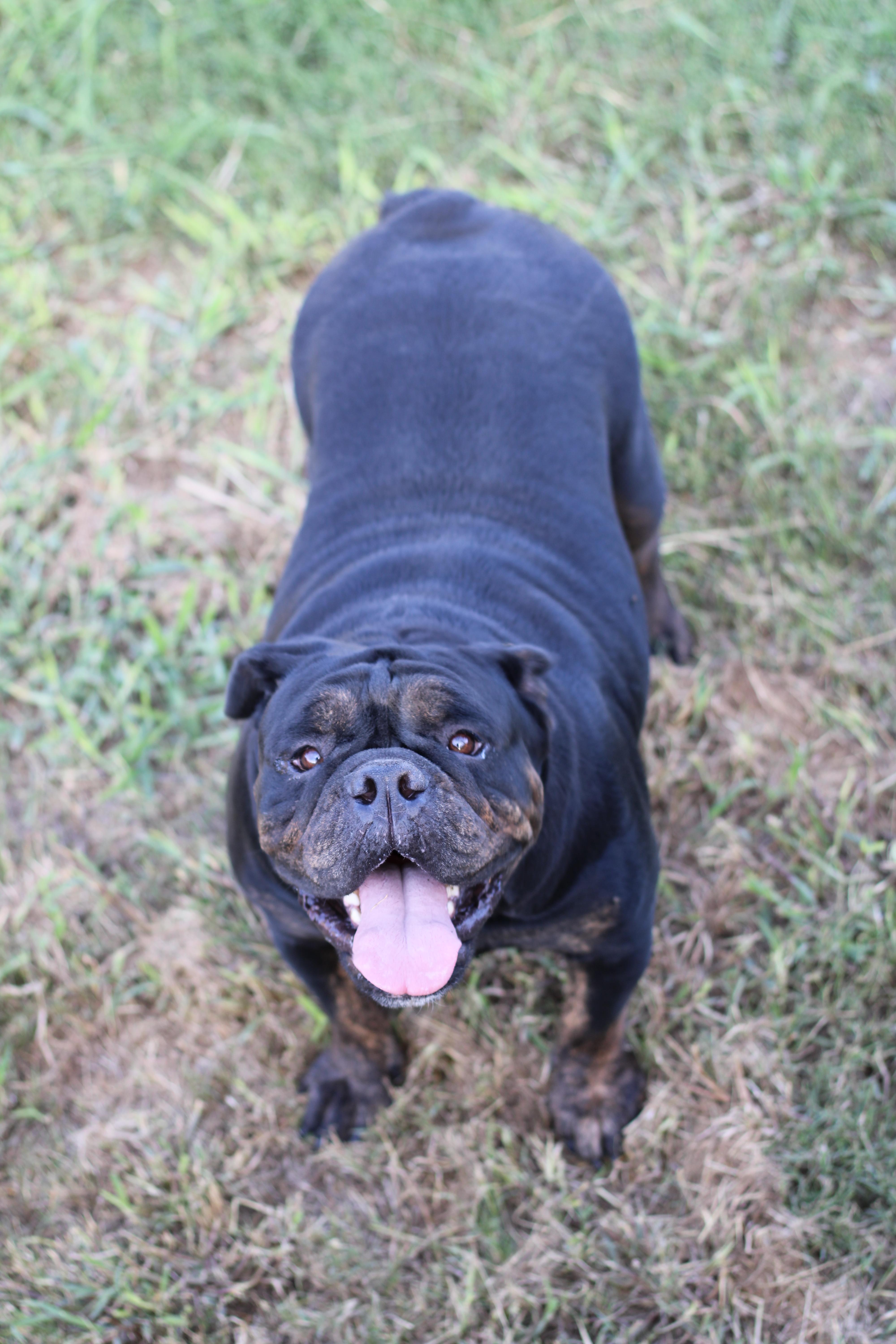 Koda, a Adopted English Bulldog in Leming, TX image 5/5