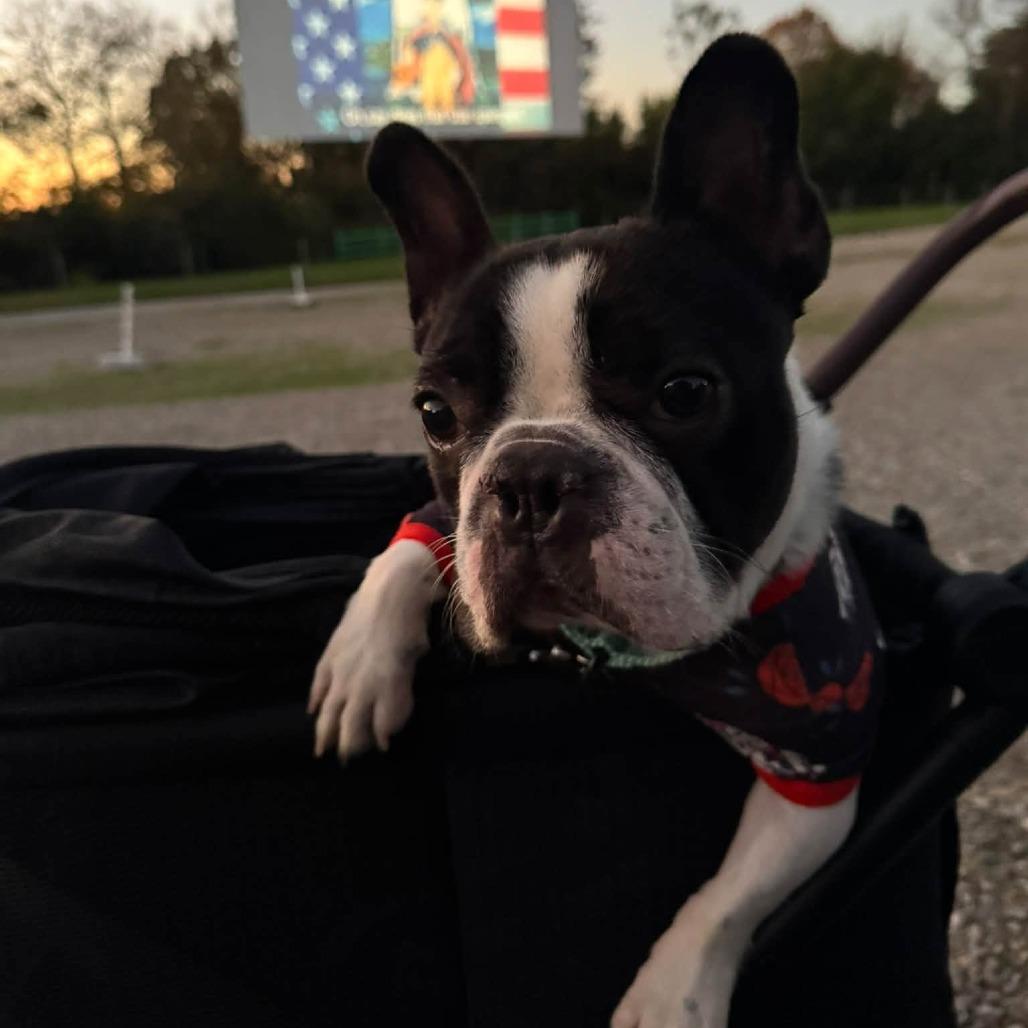 Enlarge Frankie, a Adoptable French Bulldog in Huber Heights, OH image 1/6