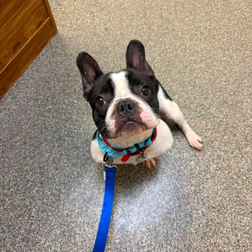 Enlarge Frankie, a Adoptable French Bulldog in Huber Heights, OH image 2/6