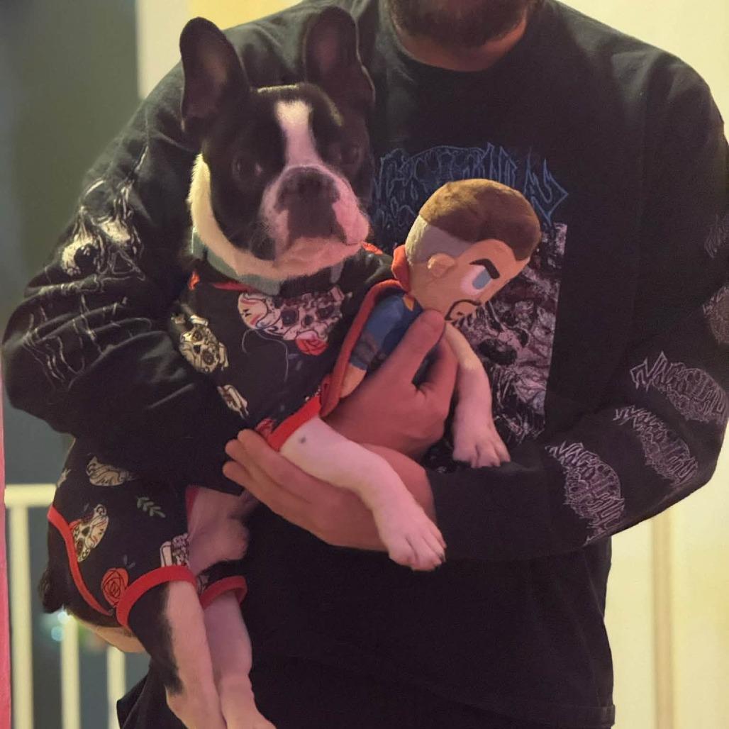 Enlarge Frankie, a Adoptable French Bulldog in Huber Heights, OH image 3/6